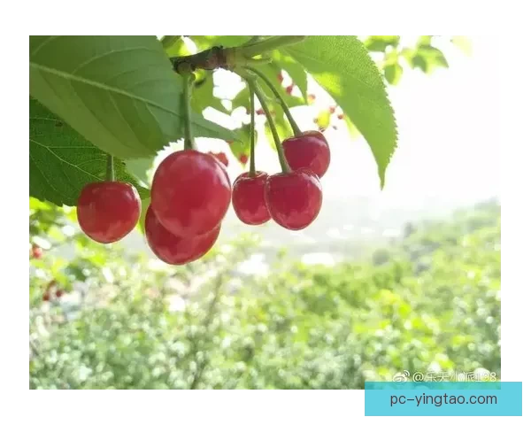 樱桃视频全集：解锁视觉盛宴，点亮生活激情